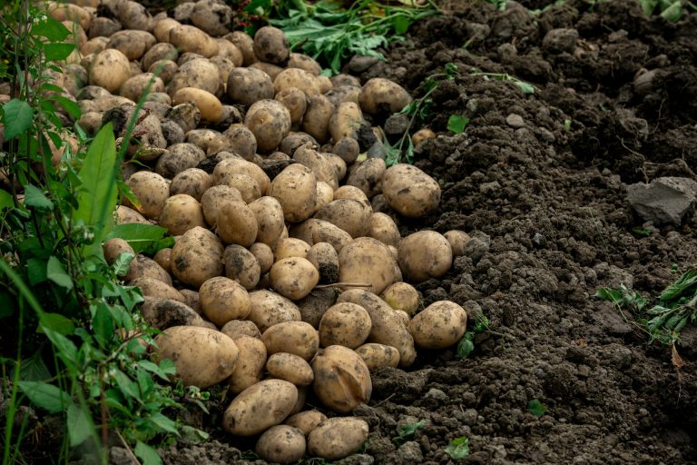 Tips menanam kentang